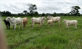 Imagem: R$2 milhões de reais fazenda a 80 km de