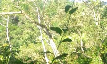 Imagem 3: Terreno disponível para venda, um investimento a longo prazo, Ratones, Florianópolis/SC