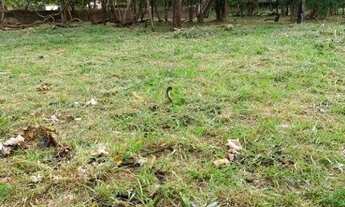 Imagem 4: Terreno para Venda ou Locação de 5000 m² no Recreio Anhanguera em Ribeirão Preto