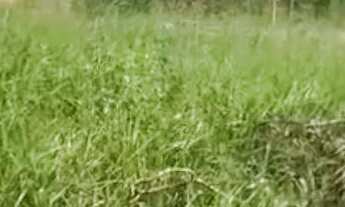 Imagem 2: Vendo lote no bairro nossa senhora de Fátima Planaltina df