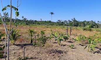 Imagem 7: Vendo Sítio de 35 Hectares no KM 100, Ramal São Bernardo. BR 319