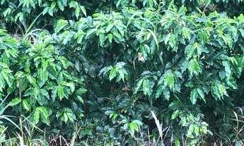 Imagem 5: Imóvel rural Chácara com venda por R$900.000