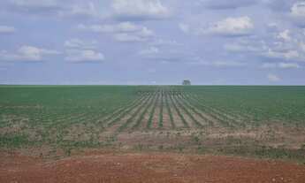 Imagem 4: FAZENDA À VENDA ESTADO DE GOIÁS (GO