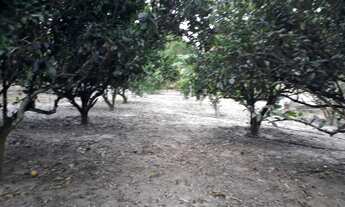 Imagem 6: Chácara Chácara com venda por R$550.000