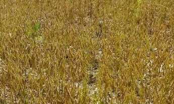 Imagem 7: 600 alqueires com 300 alqueires de abertura no Pará dupla aptidão