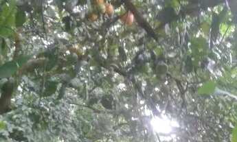 Imagem 4: Terreno à venda, 800 m² por R$ 220.000,00 - Engenho do Mato - Niterói/RJ