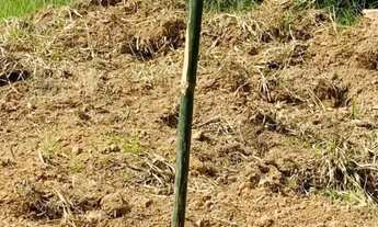 Imagem 7: Vende se terreno com documento ok