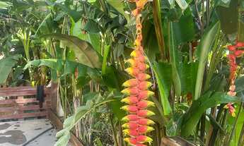 Imagem 3: Casa junto com chácara no mesmo lote