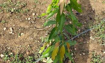 Imagem 5: Lote no condomínio Estância Real