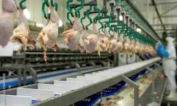 Imagem 2: Frigorífico de grande/Frangos Porte - Interior de Pernambucoi