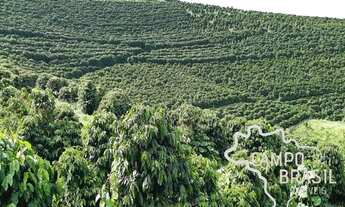Imagem: Fazenda no Sul de Minas com 600mil pés