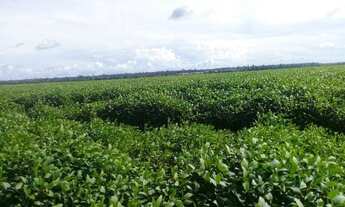 Imagem 2: 600 alqueires com 300 alqueires de abertura no Pará dupla aptidão