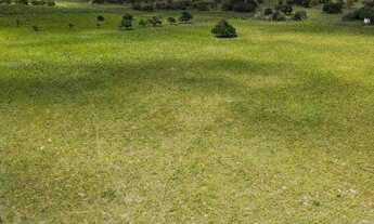 Imagem 3: Fazenda à Venda em Jeremoabo - BA | 108 Hectares | Pasto