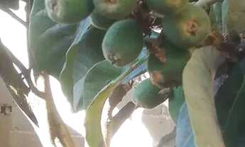 Imagem 5: Vendo casa Sto Antonio do Pinhal Mantiqueira Paulista