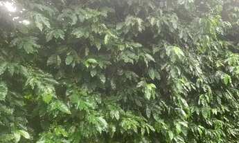 Imagem 4: FAZENDA DE CAFE ESPECIAL COM 390 HECTARES, COM 1.000M DE ALTITUDE!!