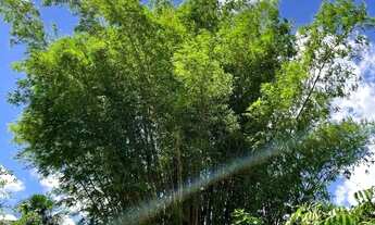 Imagem 4: Chácara dos Sonhos Conforto, Lazer e Natureza em um só lugar!