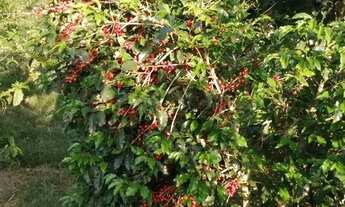 Imagem 4: Chácara 2 dormitórios à venda Zona Rural Morro Redondo/RS