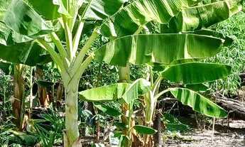 Imagem 4: Sitio vicinal 21 Municipio cantá