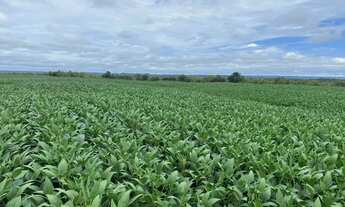 Imagem 6: FAZENDA 1.132 HECTARES VALE DO ARAGUAIA GRANDE OPORTUNIDADE!