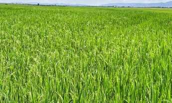 Imagem 3: Fazenda no município de São João da Aliança