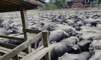 Imagem 4: Fazenda PA Marajó 100 mil hect