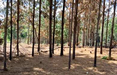 Imagem 5: Lote/Terreno a venda em Mairinque com Ótima topografia