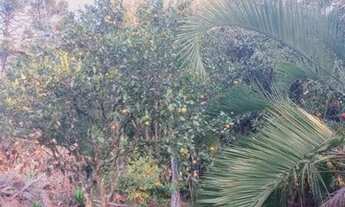 Imagem 3: Chácara com 1 dormitório à venda, 22000 m² por R$ 290.000,00 - Zona Rural - Agudos do Sul