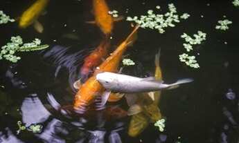 Imagem 5: Bangalô com banheira de hidromassagem na Lagoa da Conceição