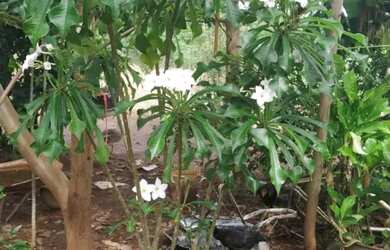 Imagem 2: Chácara Chácara com venda por R$100.000