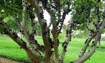 Imagem 3: Sítio 15 alqueires no Bairro dos Arrudas em Itapetininga-SP!!!!