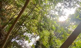 Imagem 3: Chácara de 4.7 hectares. 23 km de Campo Grande