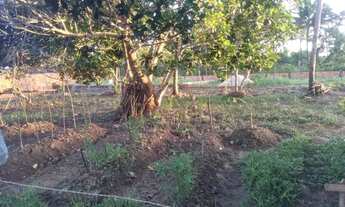 Imagem 4: Casa com terrenno