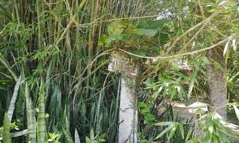 Imagem 6: Vendo área de 15.000 metros quadrados próximo à estrada do Mato Alto em Guaratiba