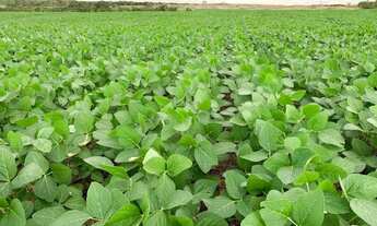 Imagem 7: FAZENDA 1.132 HECTARES VALE DO ARAGUAIA GRANDE OPORTUNIDADE!