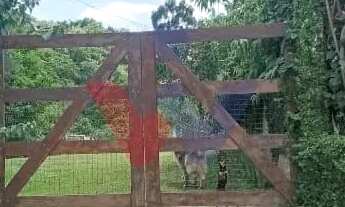 Imagem 2: Chácara 7.000 m com pomar, bosque e córrego 4 km do centro, aceita casa em Araucária