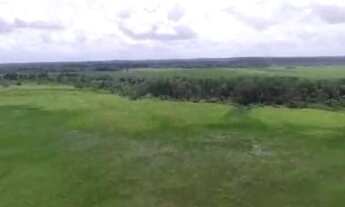 Imagem 6: R$2 milhões de reais fazenda a 80 km de Castanhal 50 alqueires