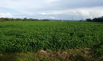 Imagem 5: 600 alqueires com 300 alqueires de abertura no Pará dupla aptidão