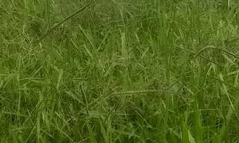 Imagem 4: Terreno em azurita regiao do caxambu