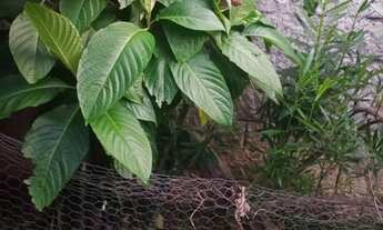 Imagem: Vendo terreno parcelado Embu Itapecerica