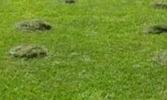 Imagem: Lote de 800m² Cond Ouro vermelho 2