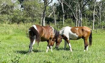 Imagem 2: ANO TODO PASTO VERDE