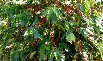 Imagem 3: Sítio com nascente em Guaçuí, produzindo ao lado da cidade