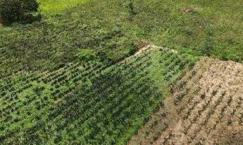 Imagem 5: Fazenda à Venda em Jeremoabo - BA | 108 Hectares | Pasto