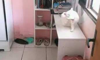 Imagem 5: Casa a venda Casa com 2 dormitórios