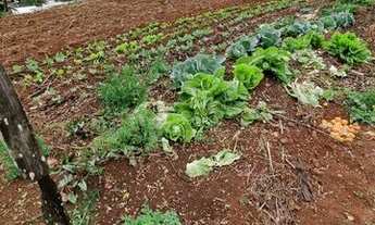 Imagem 5: Terreno para venda possui 550² Ronda Alta - RS