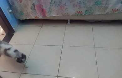 Imagem 6: Vendo duas casas uma pronta pra morar ,outra em fase de acabamento