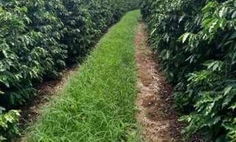 Imagem 2: FAZENDA DE CAFE ESPECIAL COM 390 HECTARES, COM 1.000M DE ALTITUDE!!