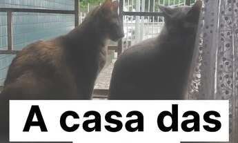 Imagem: Casa das Gatas