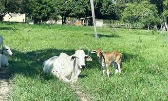 Imagem: ANO TODO PASTO VERDE