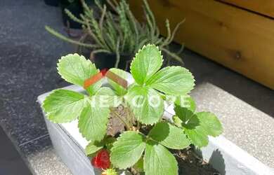 Imagem 5: Apartamento em Rua Sirilo Sartorio - Prainha - Torres/RS